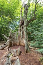 The Sababurg primeval forest, or primeval forest in the Reinhardswald, is a 95-hectare biotope