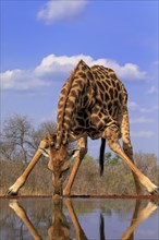 Southern giraffe (Giraffa camelopardalis giraffa), adult, drinking, at the water, Kruger National