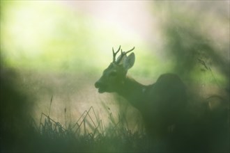 A european roe deer (Capreolus capreolus) silhouetted against the light at dawn, Hesse, Germany,