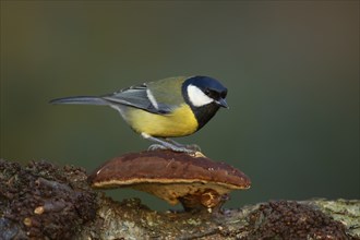 Great tit (Parus major) adult bird on a Bracket fungi on a tree branch in the autumn, Norfolk,