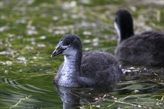 Common Coot (Fulica atra) portrait of young birds in the water