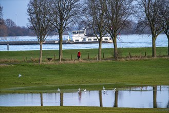 Flood on the Rhine, Flooded banks of the Rhine, Rhine meadows near the village of Grieht, Kalkar,