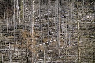 Dead spruce trees, broken by wind, lying in disarray, forest dieback in the Arnsberg Forest nature