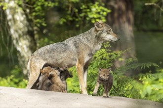 A mother wolf guards her pups in a green forest, European grey gray wolf (Canis lupus) pups,