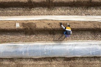 Asparagus harvest in the Rhineland, asparagus pickers at work in an asparagus field covered with