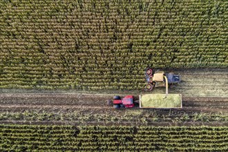 Maize harvest, combine harvester, chopper works its way through a maize field, the silage is pumped