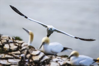 Northern Gannet, Morus bassanus, bird in flight over sea, Bempton Cliffs, North Yorkshire, England,