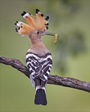 Hoopoe (Upupa epops) Bird of the Year 2022, with caterpillar as prey, erected bonnet, sunrise,