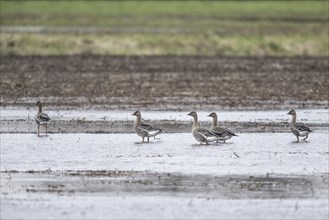 Bean Geese (Anser fabalis), Emsland, Lower Saxony, Germany, Europe