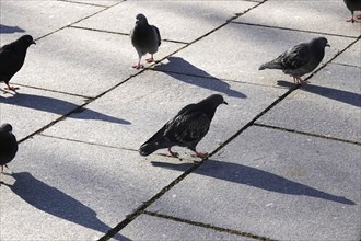 City pigeons with shadow, wintertime, Saxony, Germany, Europe