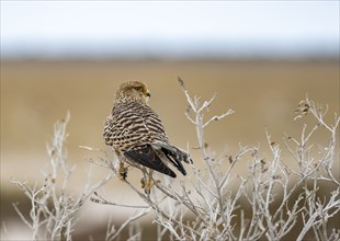 Greater kestrel (Falco rupicoloides) sitting on a bush, Etosha National Park, Namibia, Africa