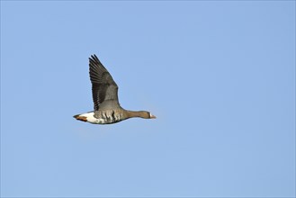 Greater white-fronted goose (Anser albifrons), in flight, in front of a blue sky, Lower Rhine,