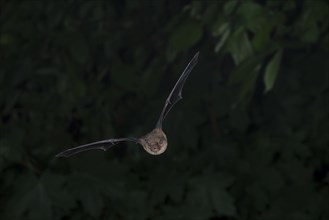 Common pipistrelle (Pipistrellus pipistrellus) hunting insects in front of deciduous forest,