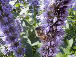 Flower impression, honey bee (Apis), sitting on anise hyssop (Agastache foeniculum)