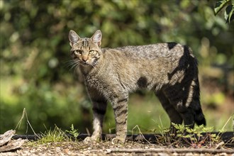 A wildcat stands in the sunlight on a forest floor, surrounded by shadows and tree trunks, Wildcat