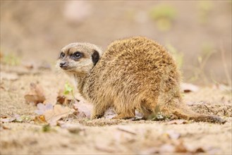 Meerkat (Suricata suricatta) standing on the ground, Bavaria, Germany, Europe