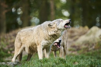 Eastern wolf (Canis lupus lycaon) standing on a meadow, Bavaria, Germany, Europe