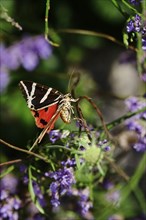 Spanish flag, (Euplagia quadripunctaria), summer, Saxony, Germany, Europe