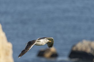 Great black-backed gull (Larus marinus) gliding along the cliffs of the Atlantic Ocean. Camaret,