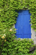 House facade with Wild Vine and yellow rose, windows with blue shutters, Vauvenargues,