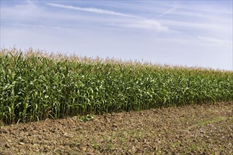 Symbolic image, renewable energies, maize plants, biogas plant, feed maize, clouds, immature,