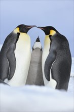 Emperor penguins (Aptenodytes forsteri), Pair with Chick, Snow Hill Island, Antartic Peninsula,