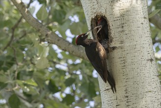 Black woodpecker (Dryocopus martius) at nesting cavity, Austria, Upper Austria, Europe