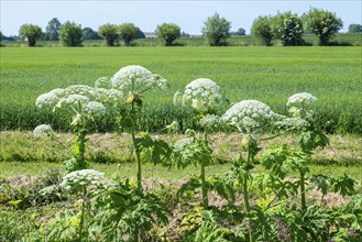 Flowering giant hogweed in the landscape, (Heracleum mantegazzianum) an invasive species that is