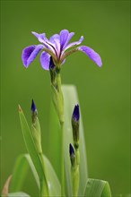 American marsh iris (Iris versicolor), flower, in bloom, at a pond, Ellerstadt, Germany, Europe