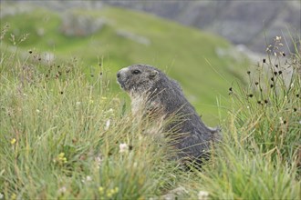 Marmot (Marmota), Grossglockner High Alpine Road, Salzburger Land, Austria, Europe