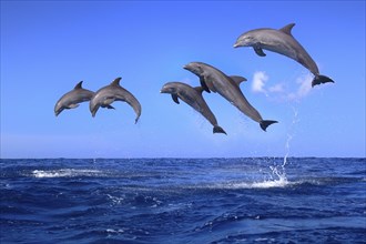 Dolphin, Bottlenose dolphin, Tursiops truncatus, adult, group, jumping, montage, digital