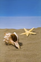 Shell and starfish on the beach, North Sea coast, Federal Republic of Germany