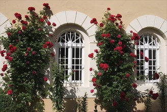 Climbing roses on the façade of Johannisberg Wine Castle, Rheingau, Hesse, Germany, Europe