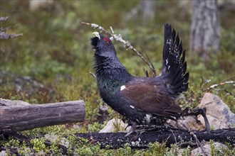 Scandinavia, Sweden, capercaillie in summer (Tetrao urugallus), Vesterberget, Hamra, Sweden, Europe