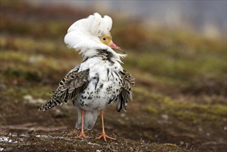 Ruff, ruff plumage, display plumage, courtship display, Norway, Varanger, Varanger Peninsula,