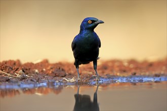 Red-shouldered Glossy Starling (Lamprotornis nitens), adult, at the water, alert, Kruger National