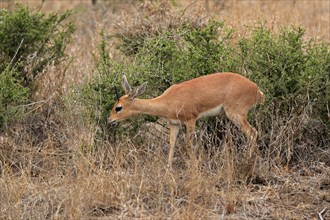 Steenbok (Raphicerus campestris), adult, male, feeding, vigilant, dwarf antelope, Kruger National