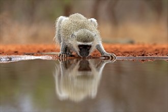 Vervet Monkey (Chlorocebus pygerythrus), adult, drinking, at the water, Kruger National Park,