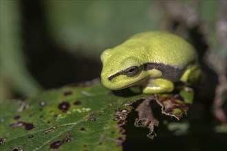 Tree frog (Hyla arborea), Lower Saxony, Germany, Europe