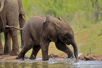 African elephant (Loxodonta africana), young animal, calf, baby elephant, mother, young animal with