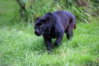 Leopard, Black panther (Panthera pardus), adult, stalking