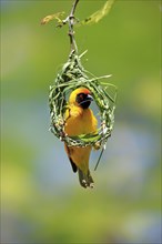 Masked weaver (Ploceus velatus), adult, male, nest building, weaving, weaving nest, Tswalu Game