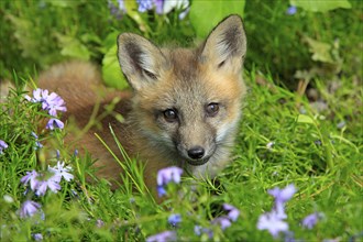 Red fox (Vulpes vulpes), young animal, meadow, flower, ten weeks old, portrait, Montana, USA, North