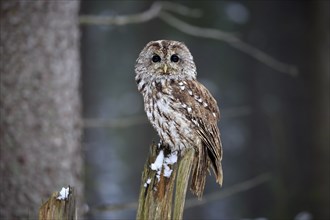 Tawny Owl (Strix aluco), adult in winter on a wait, Zdarske Vrchy, Bohemian-Moravian Highlands,