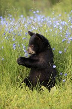 American Black Bear (Ursus americanus), young, flowers, meadow, six months old, Montana, USA, North