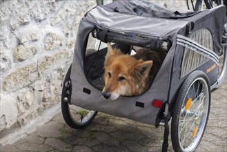 Spanish herding dog, a Pastor Garafiano, looks out of a bicycle trailer, Lower Franconia, Bavaria,