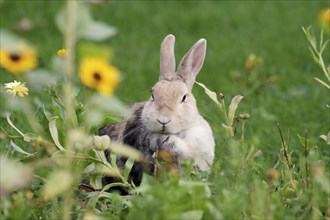 Rabbit (Cuniculus), mammal, flowers, grass, cute, A domestic rabbit sits in the grass in front of a