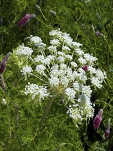 Bishop's weed, small cartilaginous carrot, toothpick cartilaginous carrot, toothpick herb,