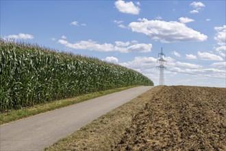 Symbolic image, renewable energies, maize plants, biogas plant, feed maize, maize cobs, detail,