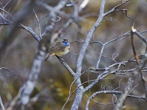 Red-spotted bluethroat (Luscinia svecica svecica) perched on branch, Finnmark, Norway, Europe